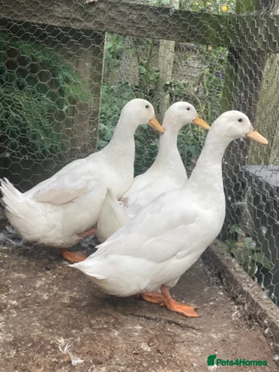 Ducks poultry for sale: 3 x Cherry valley drakes  - Advert 1