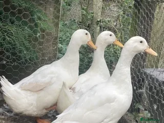 Ducks poultry 3 x Cherry valley drakes - Advert 1