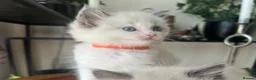 Ragdoll cats for sale: Adorable Purebred Ragdoll Kittens in Brough - Advert 2