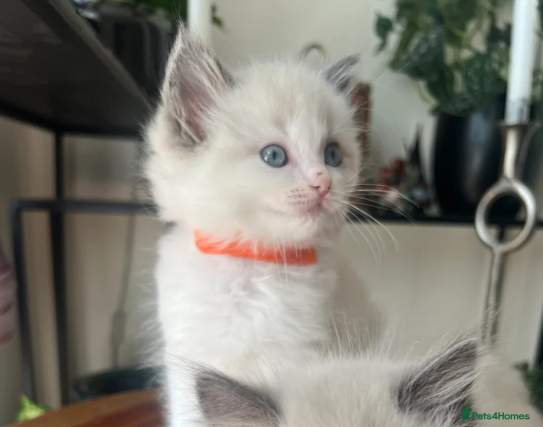 Ragdoll cats for sale: Adorable Purebred Ragdoll Kittens in Brough - Advert 2