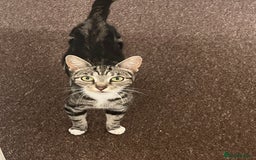 Domestic Shorthair cats for sale: Mummy cat Nala - Image 2