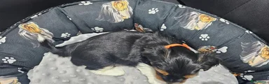 Yorkshire Terrier 1