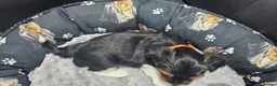 Yorkshire Terrier dogs for sale: Beautiful Yorkshire Terrier Puppies  in Barry - Advert 5