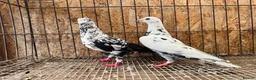 Pigeons birds for sale: TIGER GRIZZLED RACING PIGEONS FOR SALE - Advert 3