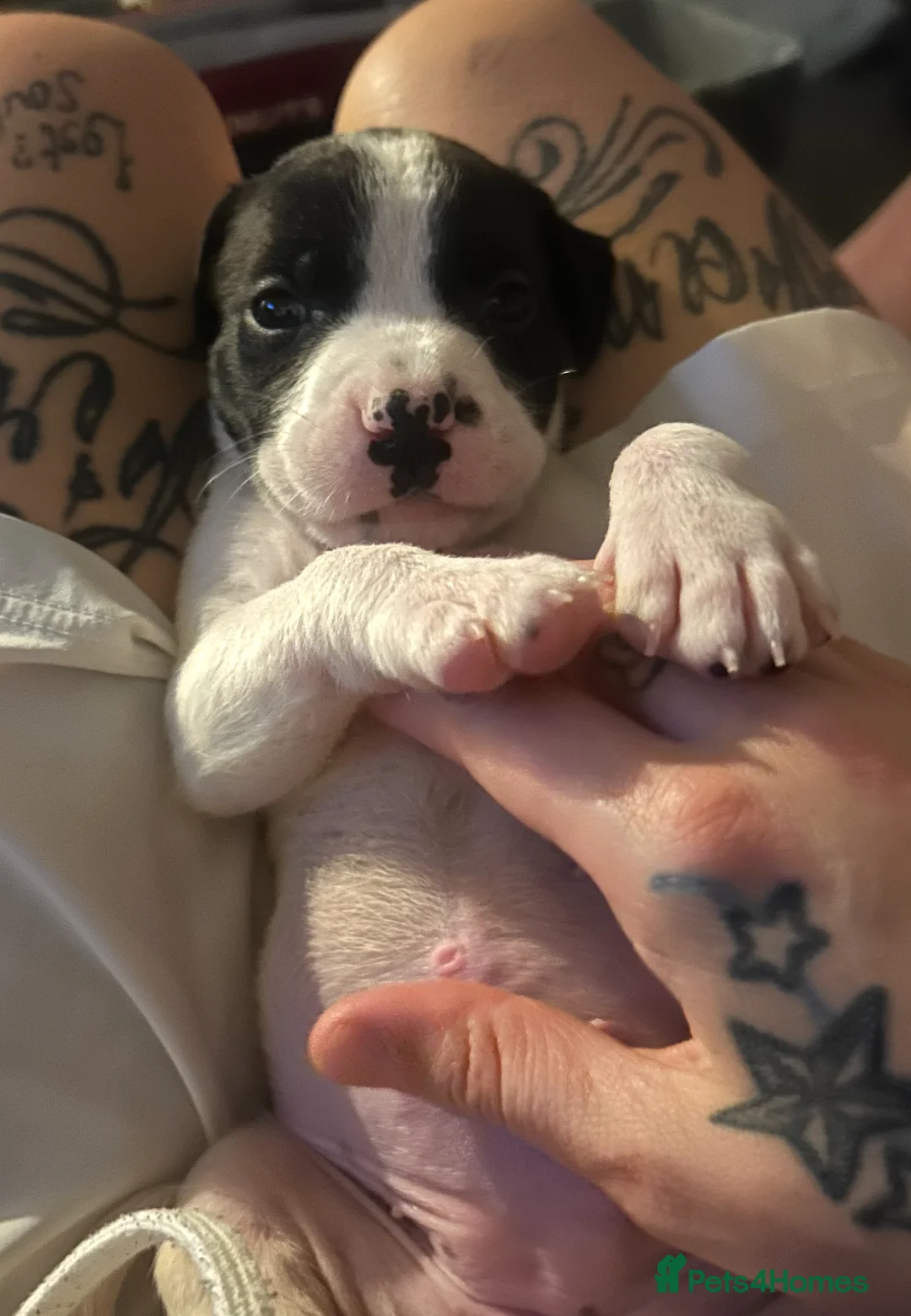 Presa Canario dogs for sale: Presa canario  - Advert 2