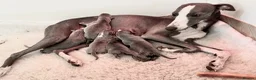 Whippet dogs for sale: Superb Quality KC Whippet Puppies in Ferryhill - Advert 1
