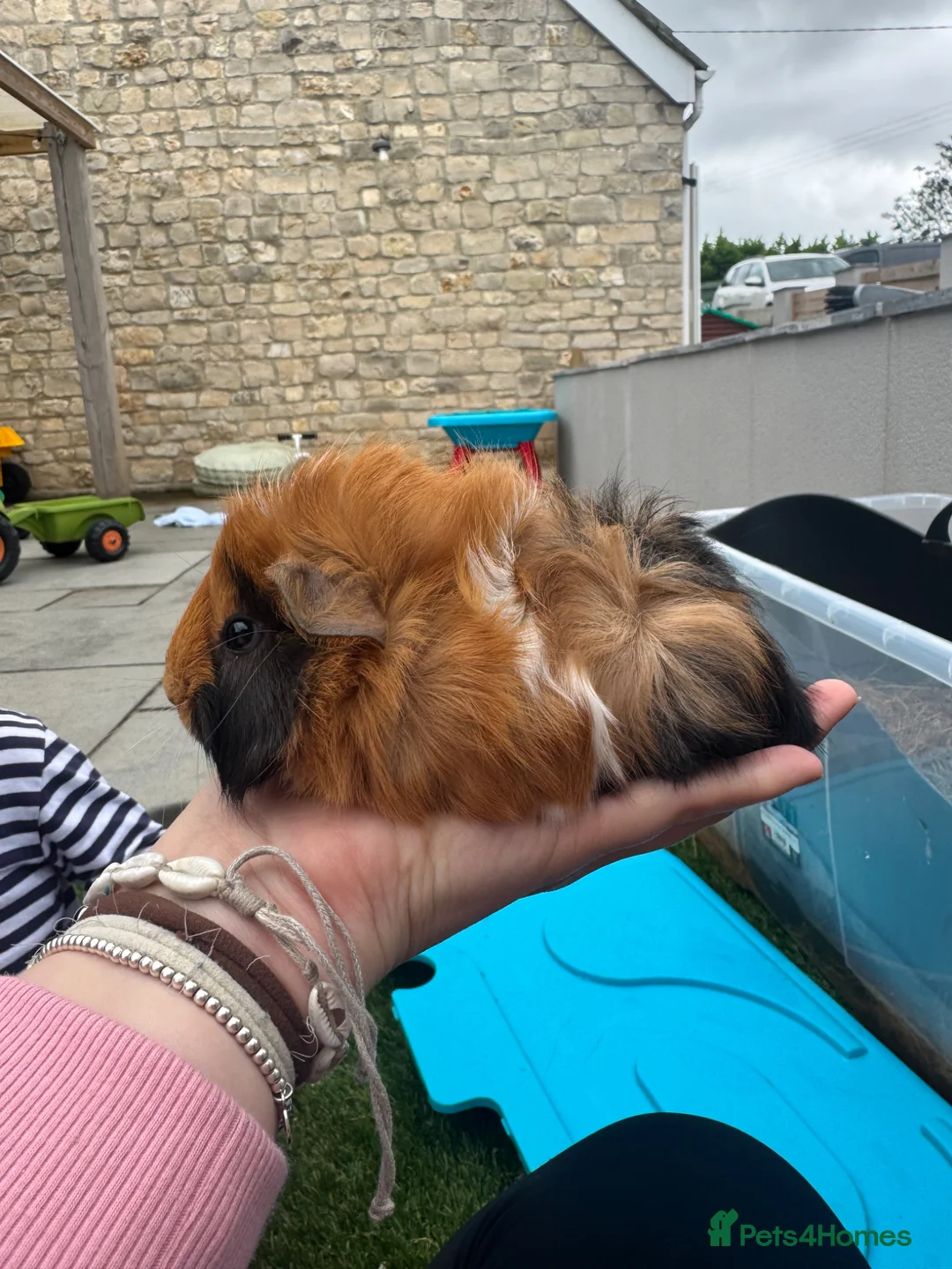 Guinea Pig rodents for sale: Baby sow guinea pigs  - Advert 2