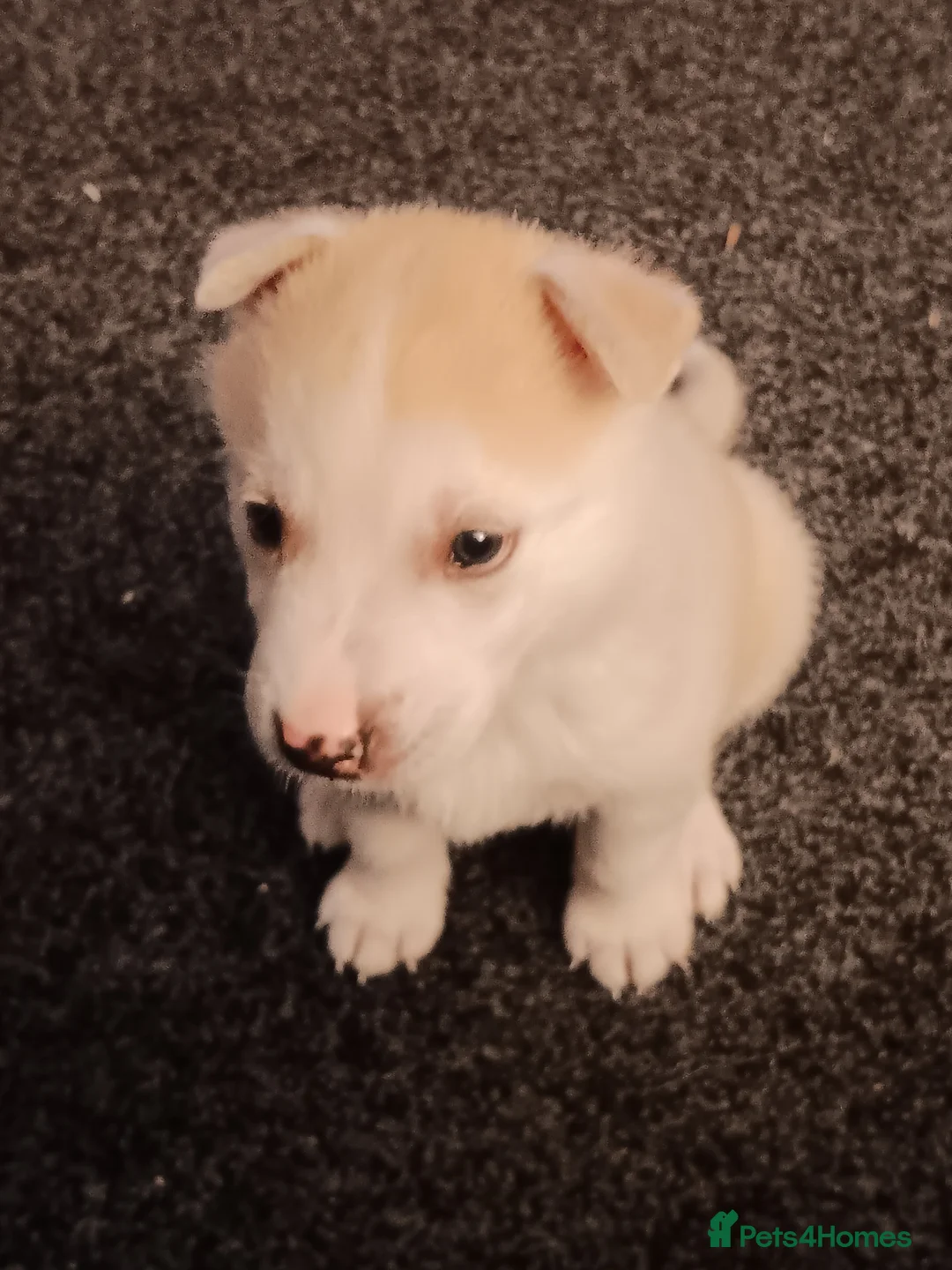 Siberian Husky dogs for sale: Last boy of a litter of 6 - Advert 1