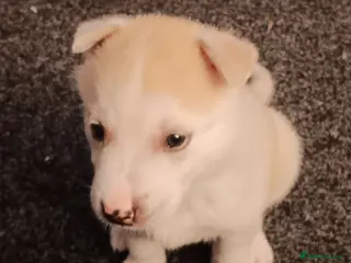 Siberian Husky dogs Last boy of a litter of 6 - Advert 1