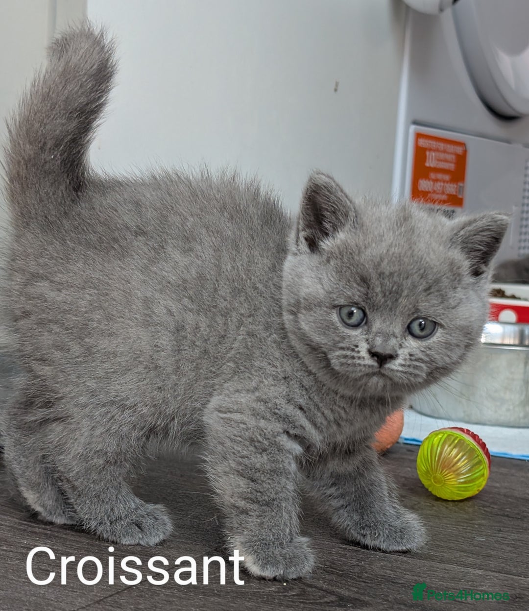 British Shorthair cats for sale: GCCF Registered British Shorthair Kittens for Sale - Image 8