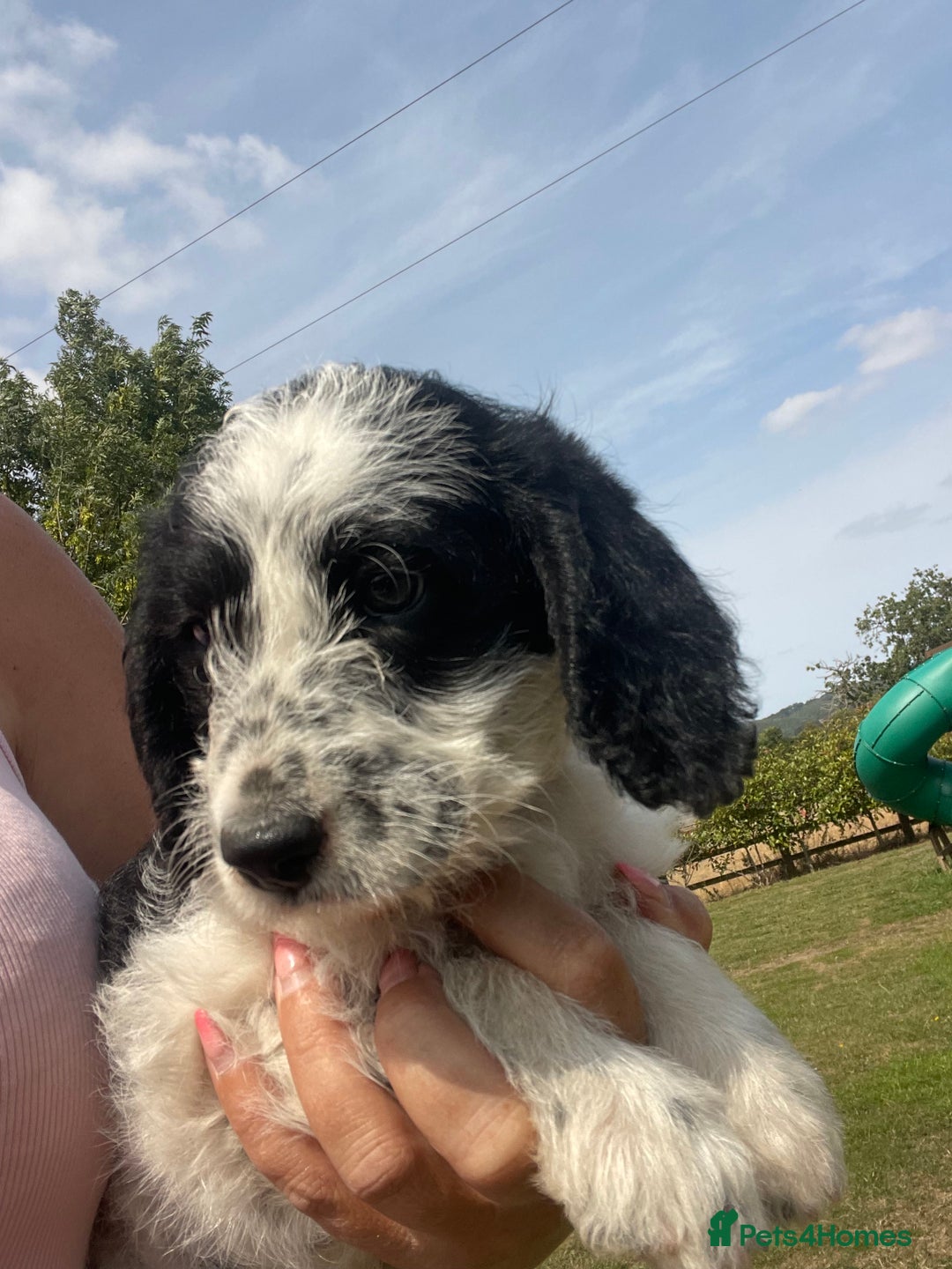 Mixed Breed dogs for sale: Last girl Ready to go Rare Dalmadoodle puppies 🏡 - Image 15