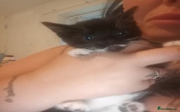 Mixed Breed cats for sale: 3 female kittens ready now - Image 3