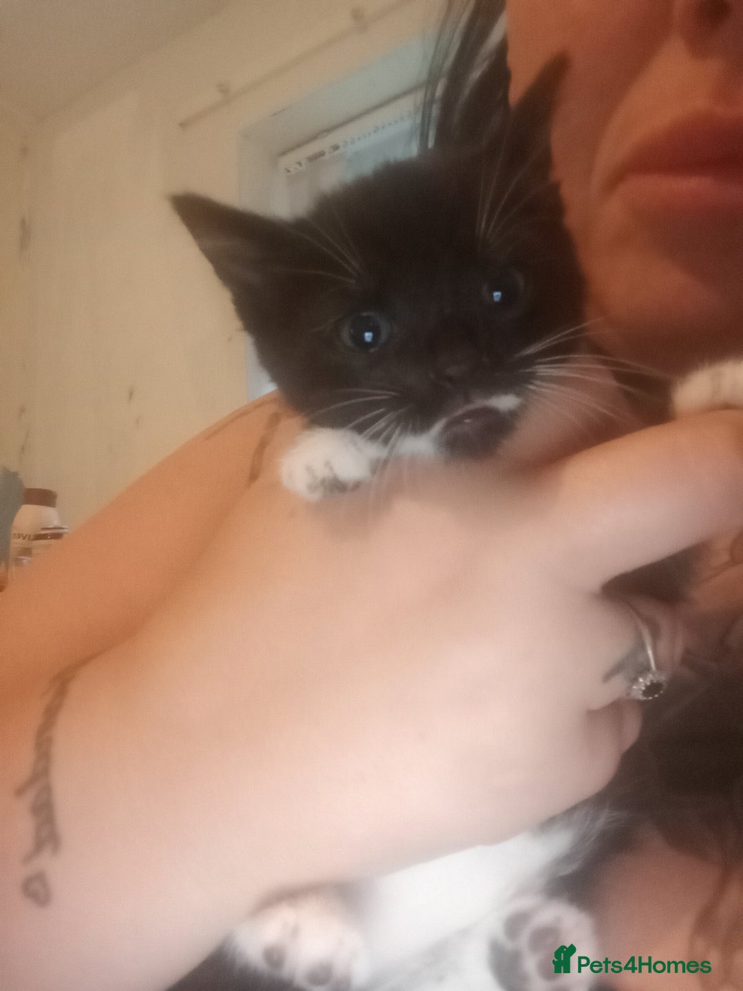 Mixed Breed cats for sale: 3 female kittens ready now - Image 3