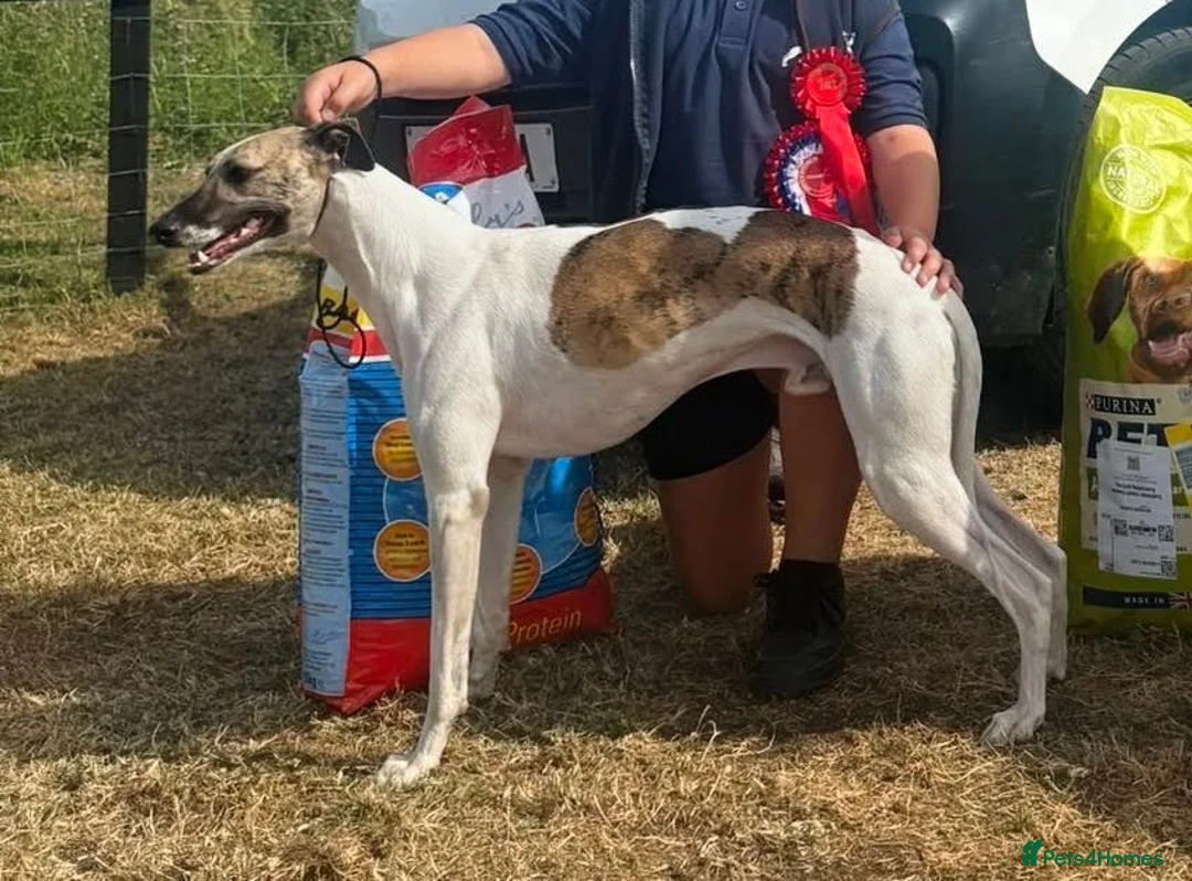 Whippet dogs for stud: Amazing parti colour whippet stud. in Norwich - Advert 4