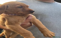 Goldador dogs for sale: Stunning chunky Goldadors  - Image 1