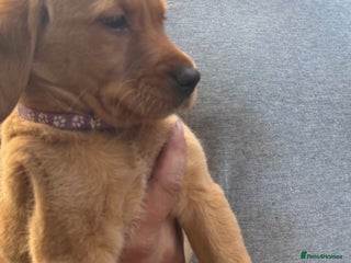 Goldador dogs - Advert 15