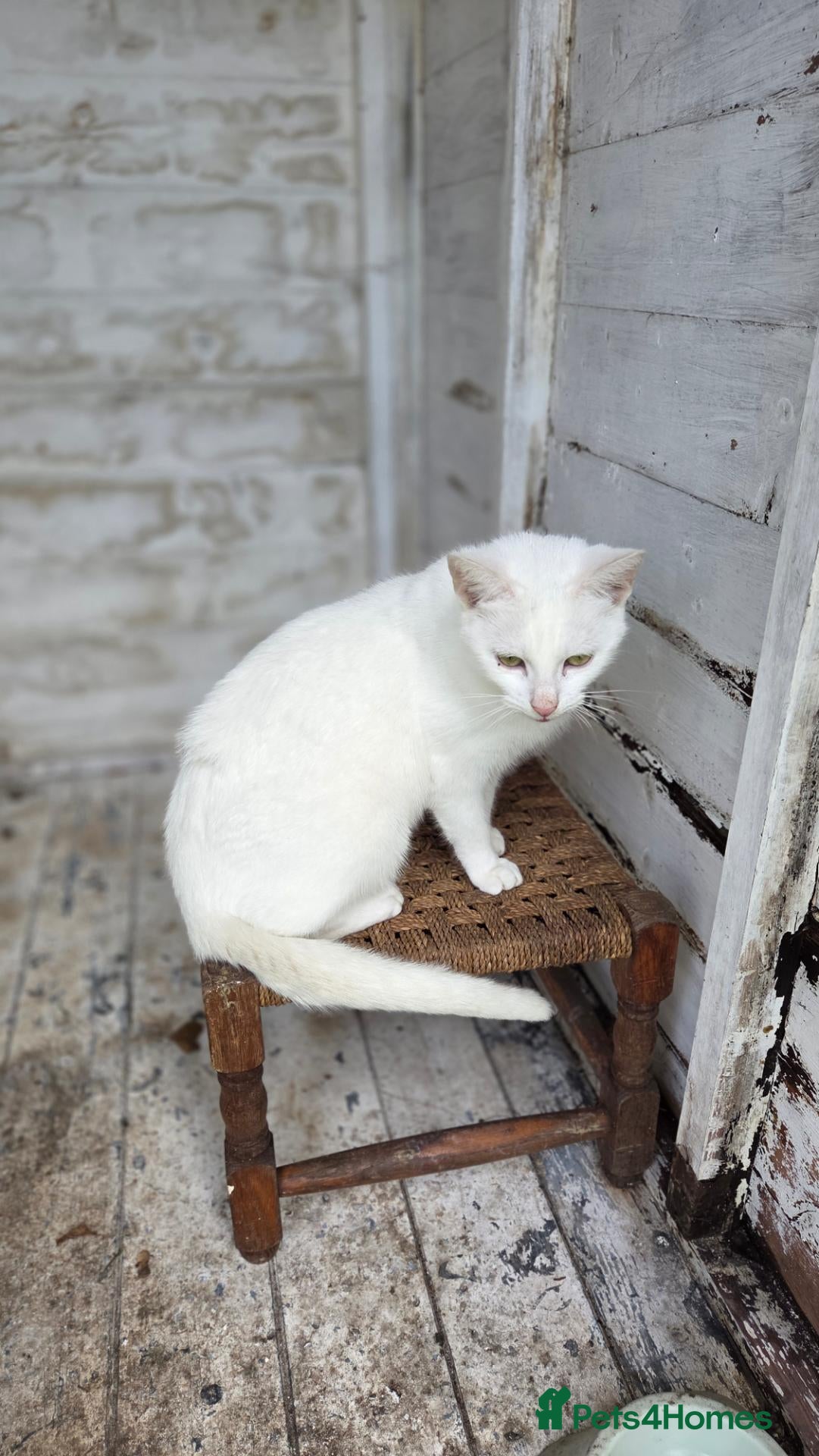 Mixed Breed cats Kittens for sale - Advert 6