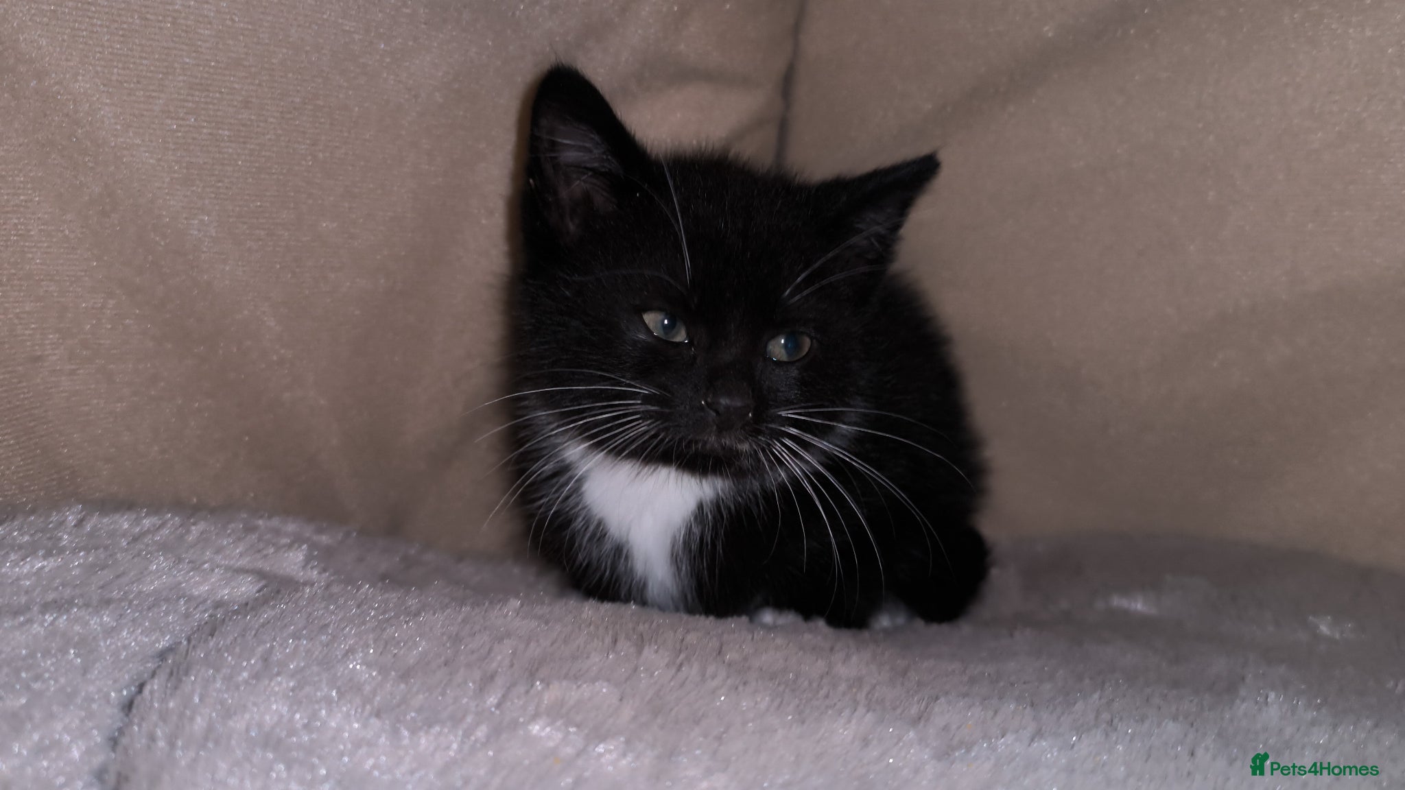 Domestic Shorthair cats Tuxedo kittens - Advert 1