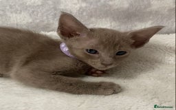 Oriental cats for sale: Oriental X Siamese  - Image 20