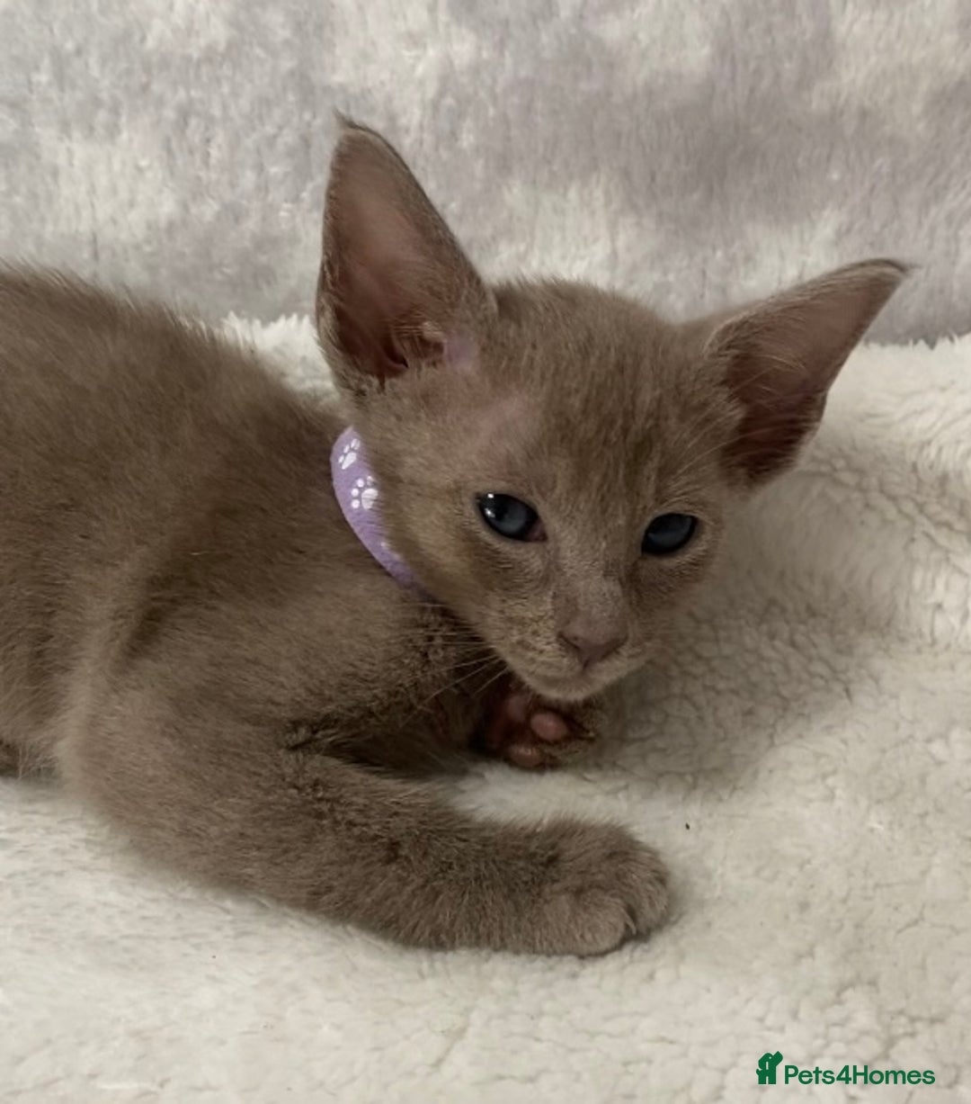 Oriental cats for sale: Oriental X Siamese  - Image 20
