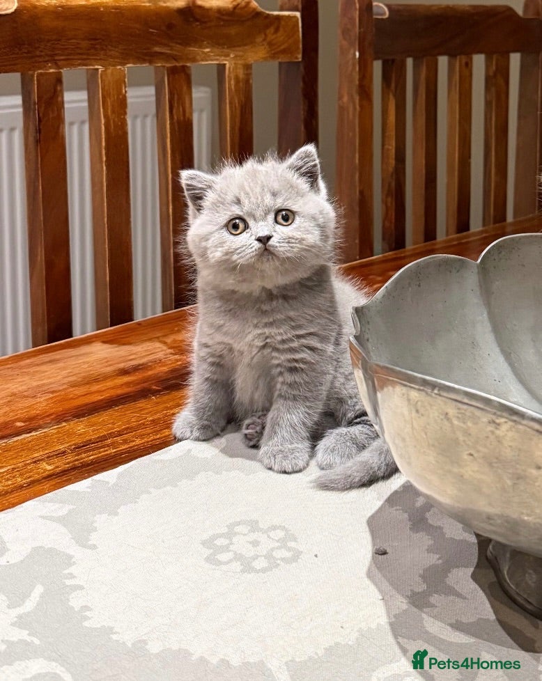 British Shorthair cats Stunning British short hair kittens  - Advert 1