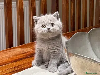 British Shorthair cats Stunning British short hair kittens - Advert 1