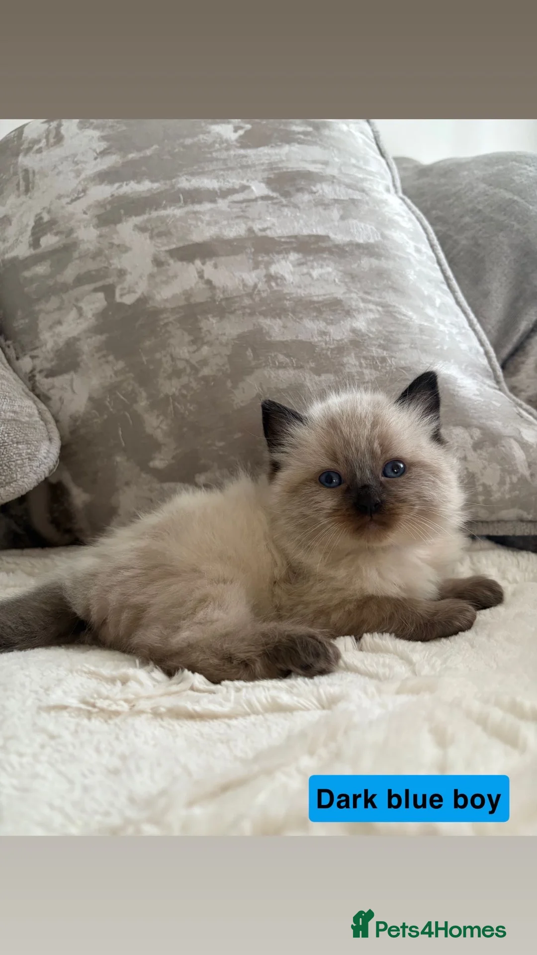 Ragdoll cats for sale: 5 Ragdoll Kittens 🐾  - Advert 5