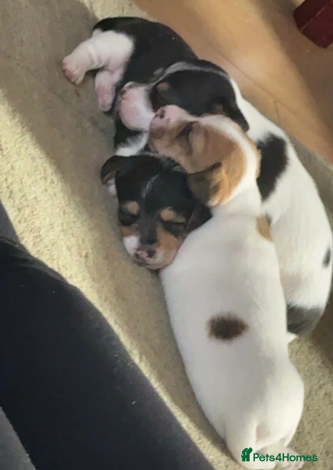Mixed Breed dogs for sale: Jackshitz puppies looking for forever hokes in Oswestry - Advert 2