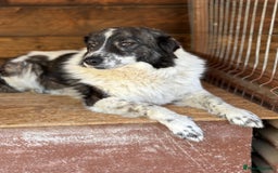 Mixed Breed dogs for adoption: Yedda has waited so long for a home! - Image 4