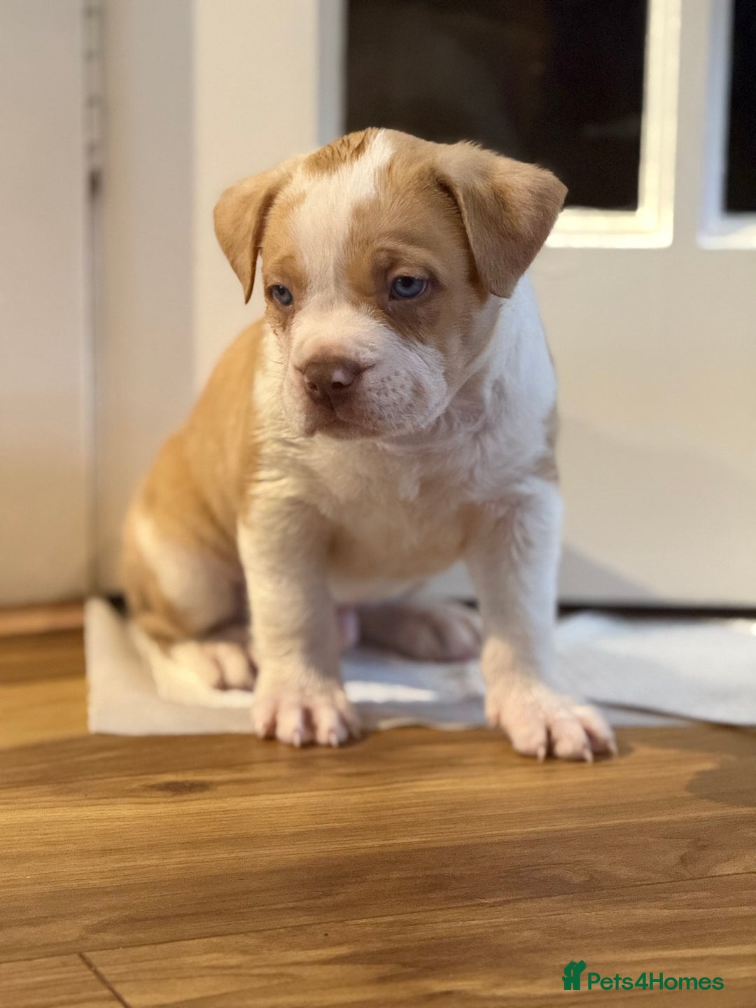 Mixed Breed dogs for sale: American Staffie X Olde English Bulldog Puppies - Advert 4