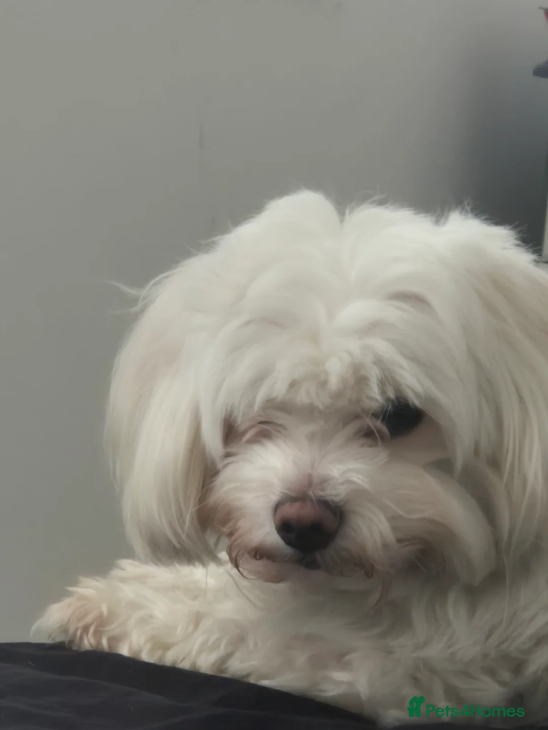 Maltese dogs for sale: Beautiful Male maltese, Teddy. in Mansfield - Advert 2