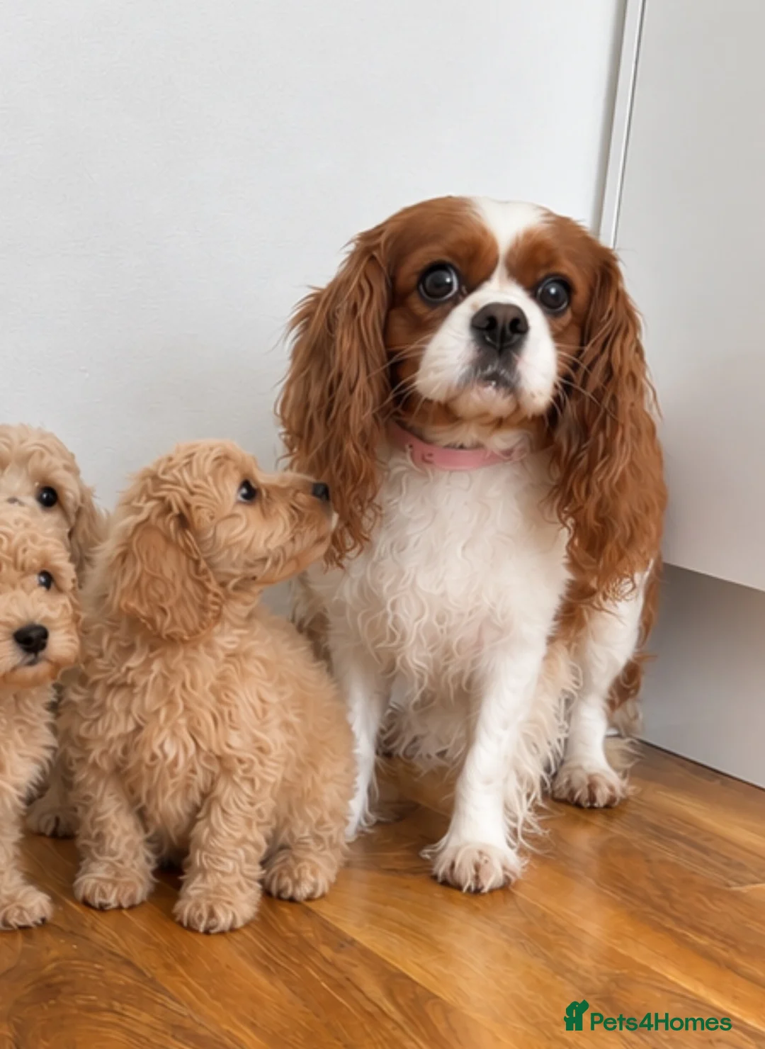 Cavapoo dogs for sale: LAST CAVAPOO GIRL🐶🥰❤️ in Staines - Advert 1