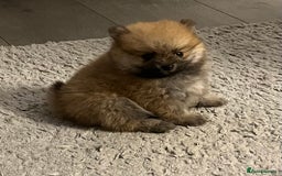 Pomeranian dogs for sale: Pom puppies - Image 8