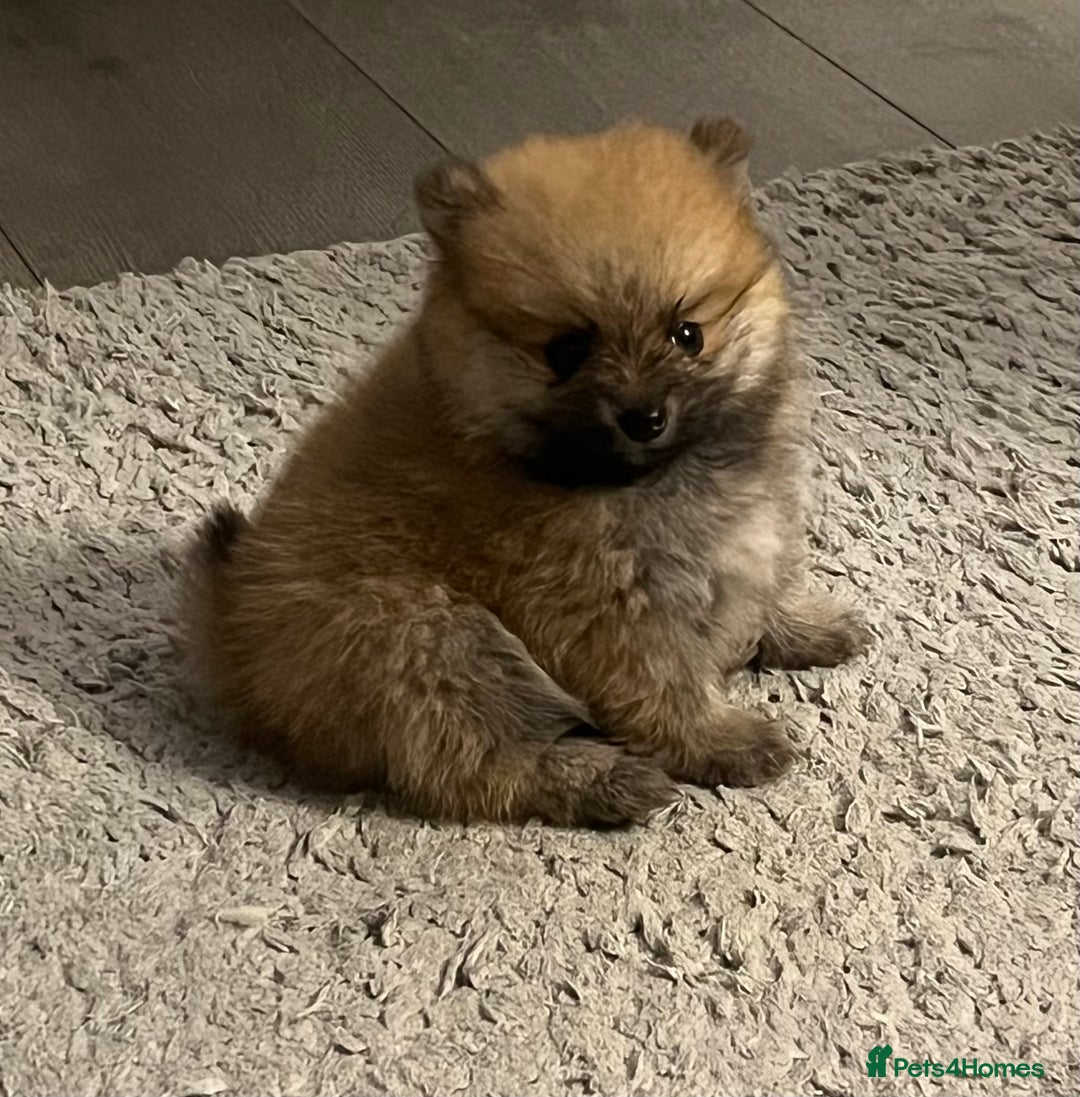 Pomeranian dogs for sale: Pom puppies - Image 8