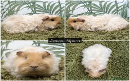 Guinea Pig rodents for sale: Baby long haired guinea pigs in Roche, Cornwall - Image 9