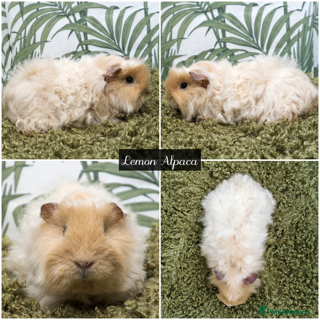 Guinea Pig rodents for sale: Baby long haired guinea pigs in Roche, Cornwall - Image 9