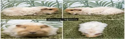Guinea Pig rodents for sale: Baby long haired guinea pigs in Roche, Cornwall - Advert 9