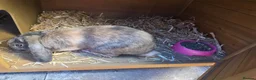Mixed Breed rabbits for sale: Male rabbit & male guinea pig - Advert 4