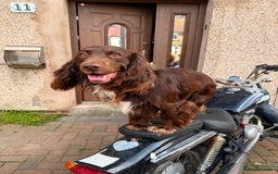 Cocker Spaniel dogs for sale: Dog Needs a good home  - Image 1