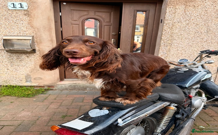 Cocker Spaniel dogs - Advert 7