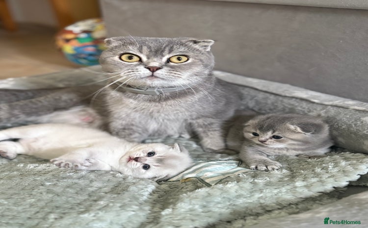 Scottish Fold cats - Advert 1