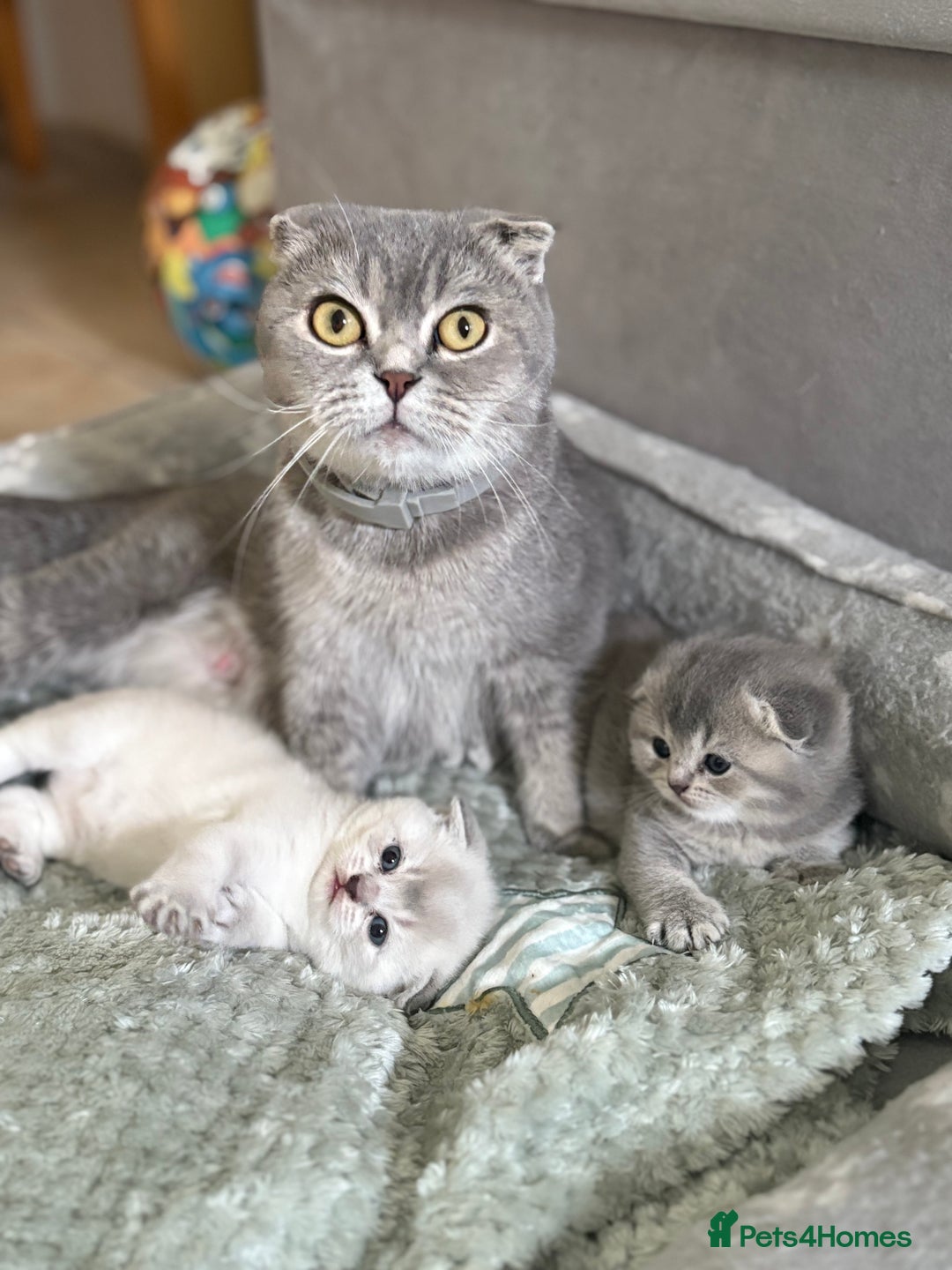 Scottish Fold cats for sale: Scottish  fold 💙🩷 - Image 1