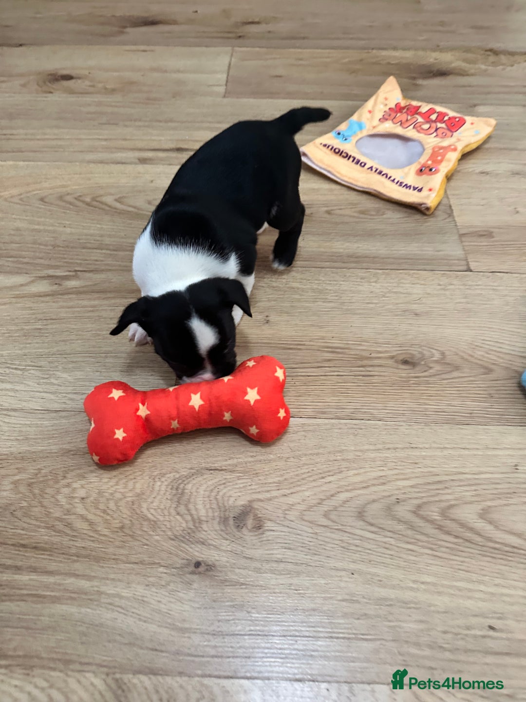 Mixed Breed dogs for sale: American French bulldog  - Image 16
