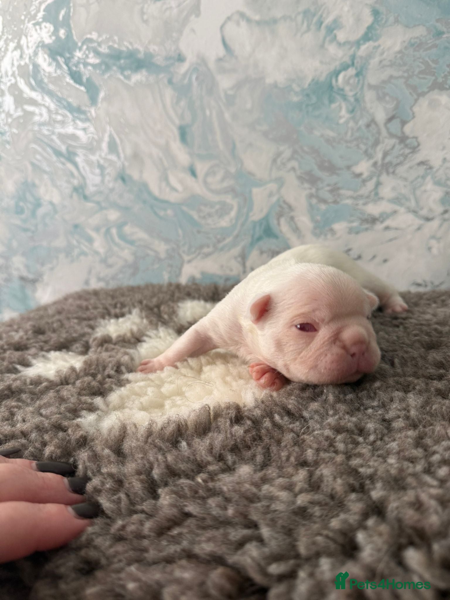Boston Terrier dogs Stunning Boston Terriers Boys - Advert 7