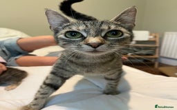 British Shorthair cats for sale: Tabby Male Kittens - Image 5