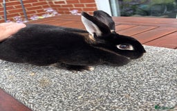Rex rabbits for sale: Stunning Purebred Black Otter mini rex doe/buck - Image 6