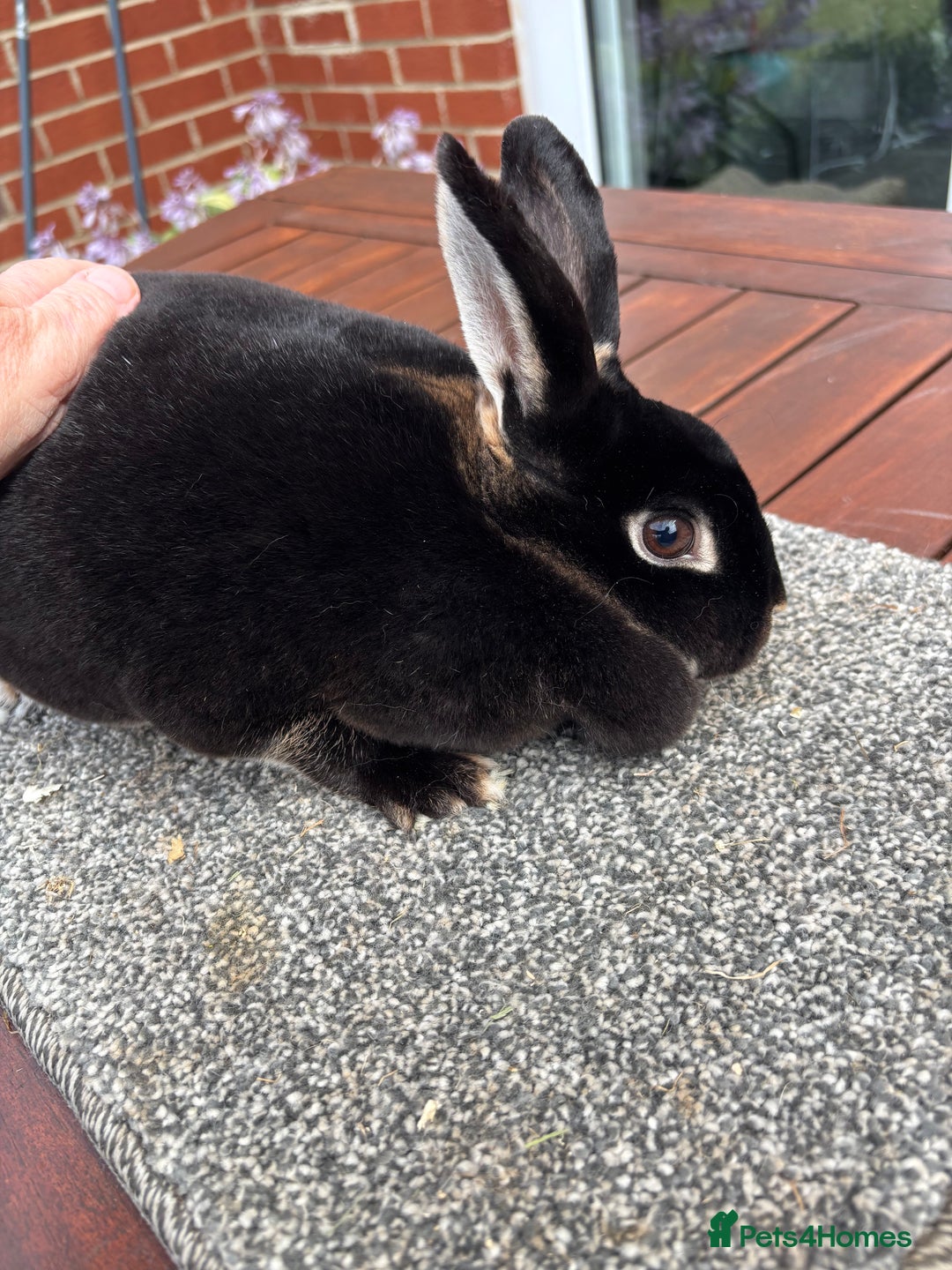 Rex rabbits for sale: Stunning Purebred Black Otter mini rex doe/buck - Image 6