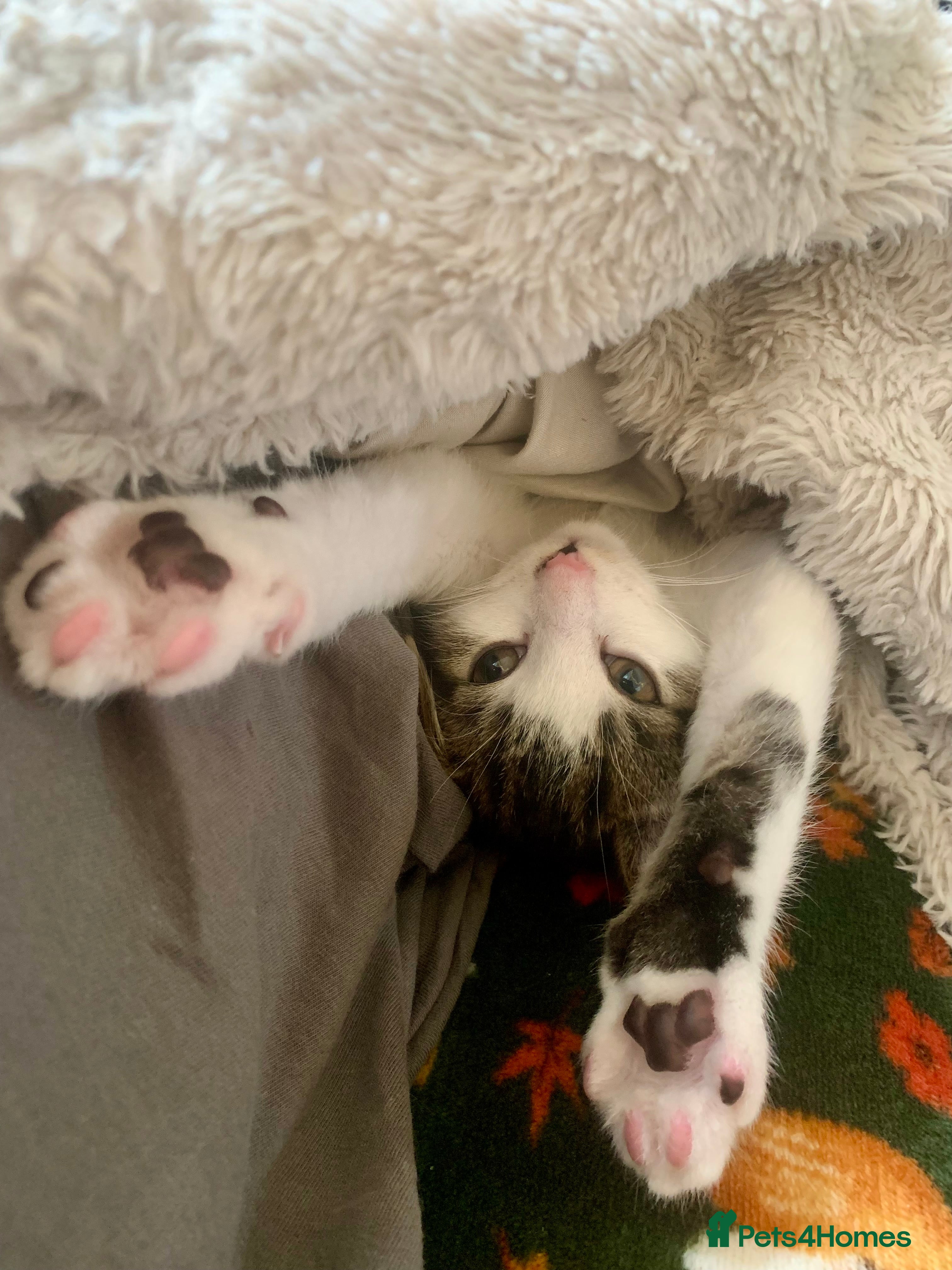 Mixed Breed cats READY TO GO little half Maine Coon kittens  - Advert 7