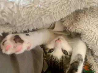 Mixed Breed cats READY TO GO little half Maine Coon kittens - Advert 7