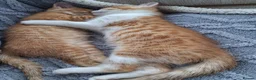 Mixed Breed cats for sale: 8 week old kittens. 2 boys 1 girl - Advert 18